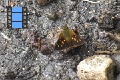 Scene 32_Orange spotted dark brown Skipper drinking water on ground